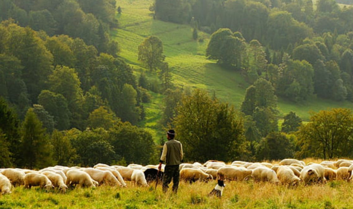 sheep-farmer-rural-herd-preview